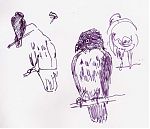 Red-tailed hawk, pen and ink