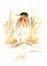 Green heron; watercolor on Arches cold press