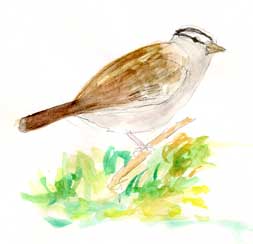 White-crowned sparrow: watercolor