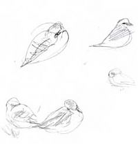 Mountain plovers, graphite