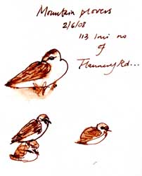 Mountain plovers, pen and ink