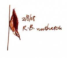 Red-breasted nuthatch, pen and ink