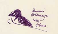 Barrow's goldeneye, pen and ink