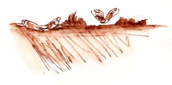 short-eared owls, pen and ink