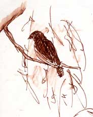 juvenile red-tailed hawk, pen and ink