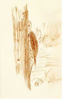 Northern flicker, pastel pencil