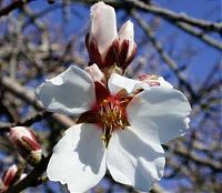 First almond blossom