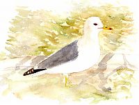 California Gull: watercolor