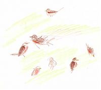 American robin, colored pencil on sketch paper