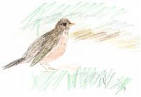 American robin, colored pencil on sketch paper