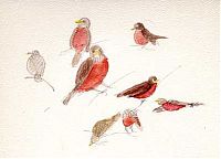 American robin, watercolor on sundance felt