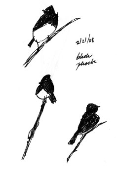 Black phoebe, pen and ink