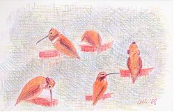 Rufous Hummingbird, Prismacolor