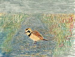 Horned Lark: oil pastels on illustration board