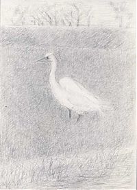 Great egret: silverpoint on prepared board