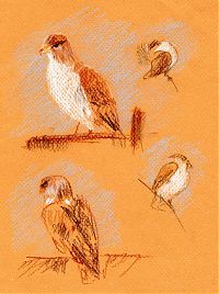 Ferruginous hawk: pastel on Canson Mi-Teintes