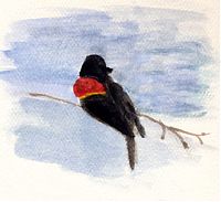Red-winged blackbird, watercolor on Sundance felt