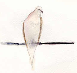 Mourning dove, watercolor on Sundance Felt