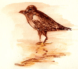 American crow: pen and ink