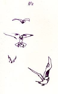 white-tailed kite: pen and ink