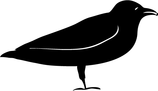 American crow, digital