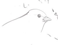 Golden-crowned sparrow, pentel waterbrush