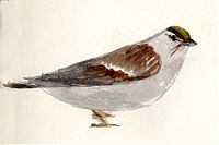 Golden-crowned sparrow, watercolor
