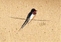 Barn swallow, prismacolor