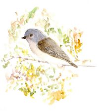 bushtit, watercolor and colored pencil