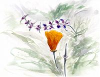 Poppy and penstemon, watercolor on Aquabord
