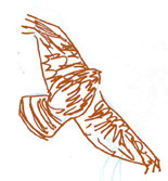 Red-shouldered hawk, pen and ink