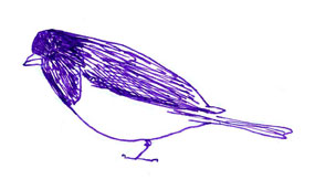 Dark-eyed junco: pen and ink