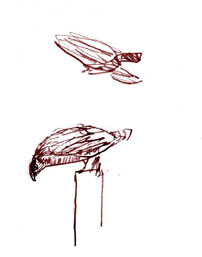 Red-shouldered hawk, pen and ink