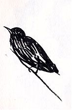 starling, brush and ink
