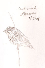 Savannah sparrow, prismacolor