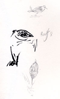 Reeve: brush pen, graphite