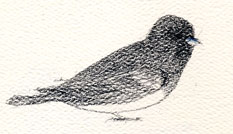 Slate-colored junco, prismacolor