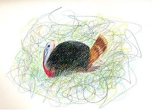 Wild turkey, Prismacolor