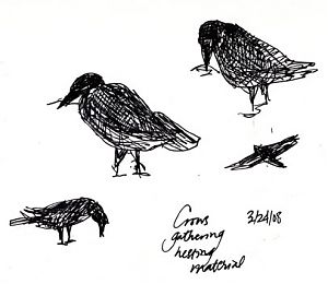 American crows gathering nesting material: pen and ink
