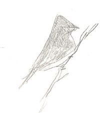 Black Phoebe, gray prismacolor