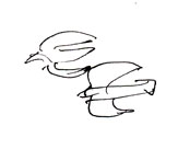 Rock pigeons, pen and ink