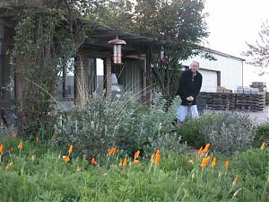 Digging around the new olive tree in the gray garden