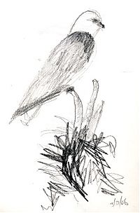 White-tailed kite, perched -- watersoluble graphite