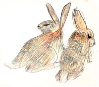 Cottontails grazing Cottontails grazing