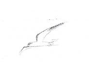 White-tailed kite, display -- watersoluble graphite White-tailed kite, display -- watersoluble graphite