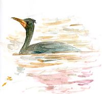 Double-crested cormorant, watercolor Double-crested cormorant, watercolor