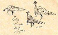 Wild turkey, pen and ink