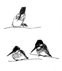 Green kingfisher at Del Rio: pen and ink
