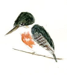 Green kingfisher at Del Rio: watercolor and colored pencil