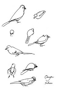 Canyon towhee, pen and ink